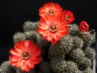 Thumbnail of 0052_Rebutia melachlora_20120520(1).jpg